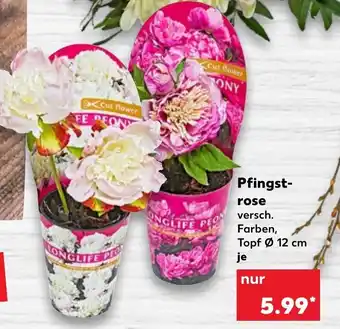 Kaufland Pfingstrose Angebot