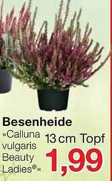 Jawoll Besenheide „calluna vulgaris beauty ladies“ Angebot