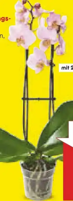 Netto Marken-Discount Schmetterlings-Orchidee Angebot