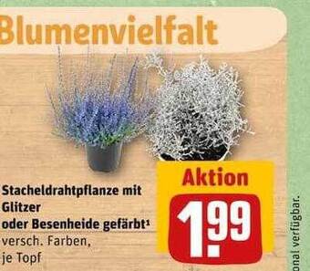 REWE Stacheldrahtpflanze mit glitzer oder besenheide gefärbt Angebot