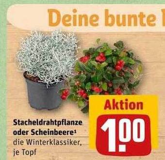 REWE Stacheldrahtpflanze oder scheinbeere Angebot