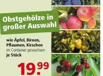 Multi Markt Wie äpfel, birnen, pflaumen, kirschen Angebot