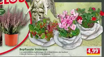 Norma Bepflanzte steinrose Angebot