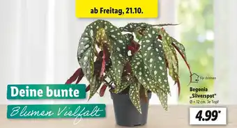 Lidl Begonia „silverspot“ Angebot