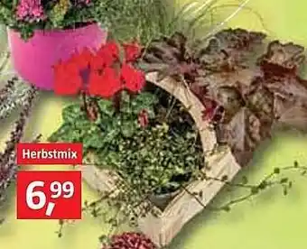 Bauhaus Herbstmix Angebot