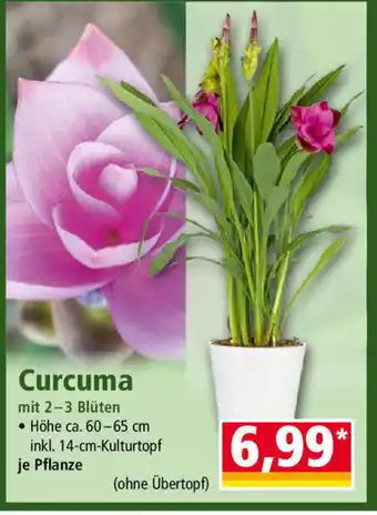 Norma Curcuma Angebot