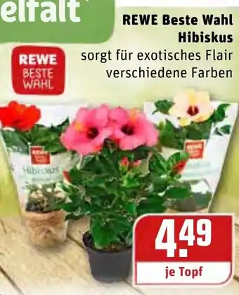 REWE Rewe Beste Wahl Hibiskus Angebot