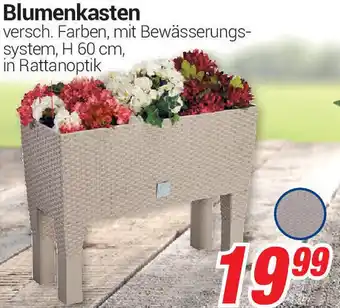 CENTERSHOP Blumenkasten Angebot