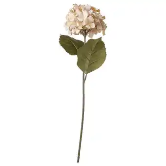 IKEA Smycka kunstblume drinnen/draußen/hortensie hellbeige Angebot