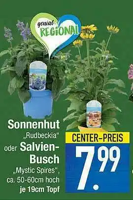 Marktkauf Sonnenhut Oder Salvien Busch Angebot