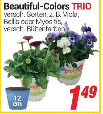 CENTERSHOP Beautiful Colors Trio Angebot