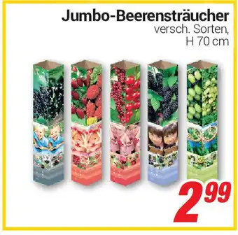 CENTERSHOP Jumbo Beerensträucher Angebot