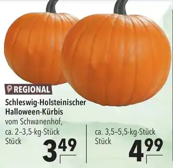 CITTI Markt Schleswig Holsteinischer Halloween Kürbis Angebot