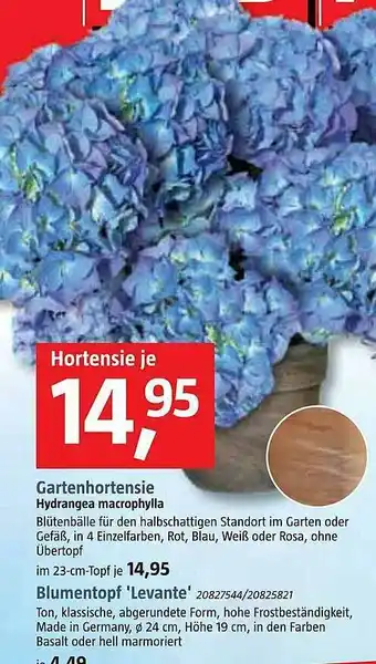 Bauhaus Gartenhortensie Angebot