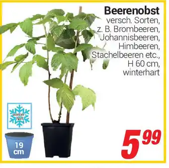 CENTERSHOP Beerenobst Angebot