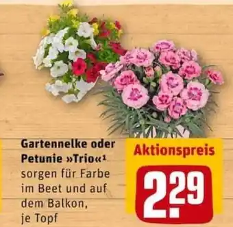 REWE City Gartennelke oder Petunie Trio Angebot