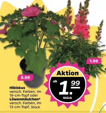 NETTO Hibiskus oder Löwenmäulchen Angebot