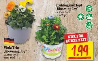 NP Discount Frühlingsmixtopf ,,Blooming Joy",Viola  Trio ,,Blooming Joy" Angebot