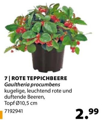 Dehner Rote Teppichbeere Angebot