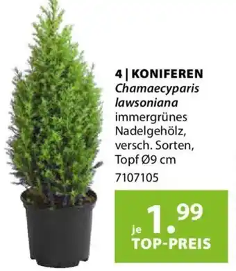 Dehner Koniferen Angebot