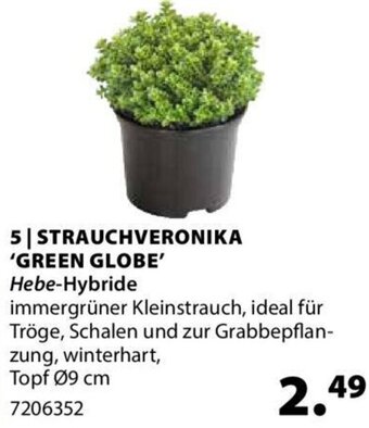 Dehner Strauchveronika Green Globe Angebot