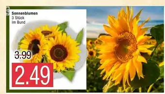 Marktkauf Sonnenblumen Angebot