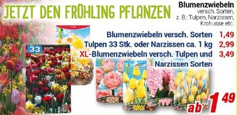 CENTERSHOP Blumenzwiebeln Angebot