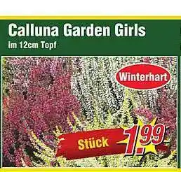 Wiglo Wunderland Calluna garden girls Angebot