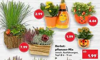 Kaufland Herbstpflanzen Mix Angebot