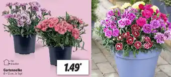 Lidl Gartennelke Angebot