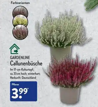 Aldi Nord Gardenline callunenbüsche Angebot