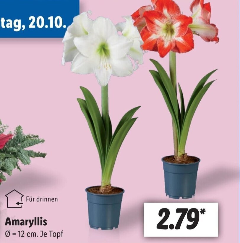 Amaryllis Ø = 12 cm Angebot bei Lidl