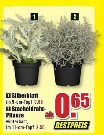 B1 Discount Baumarkt Silberblatt oder stacheldraht-pflanze Angebot