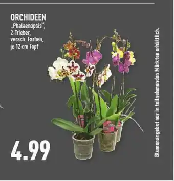 Marktkauf Orchideen „phalaenopsis” Angebot