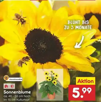 Netto Marken-Discount Sonnenblume Angebot