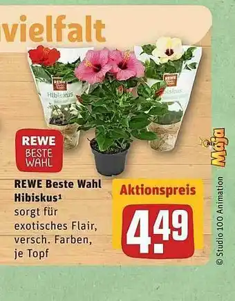 REWE Rewe Beste Wahl Hibiskus Angebot