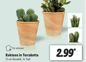 Lidl Kakteen In Terrakotta Angebot