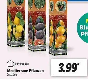 Lidl Mediterrane Pflanzen Angebot