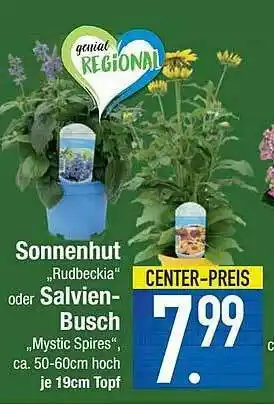 E-Center Sonnehut Oder Salvien Busch Angebot