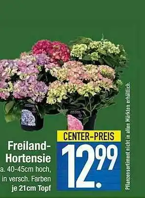 E-Center Freiland Hortensie Angebot