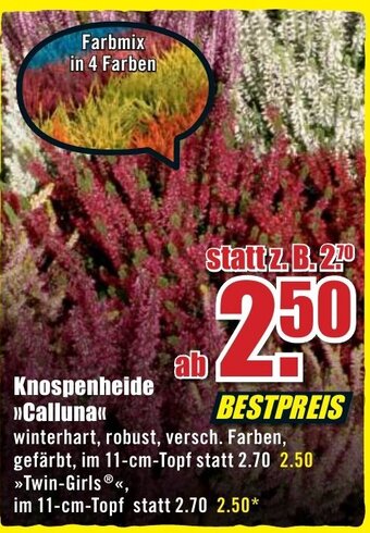 B1 Discount Baumarkt Knospenheide Calluna Angebot