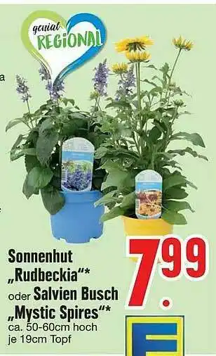 Edeka Sonnenhut „rudbeckia” Oder Salvien Busch „mystic Spires” Angebot