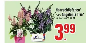 Edeka Haarschöpfchen Oder Angelonia Trio Angebot