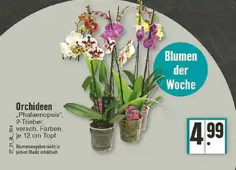 Edeka Orchideen Angebot