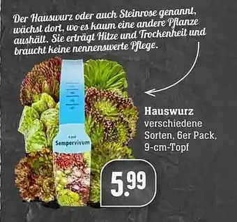 Edeka Hauswurz Angebot