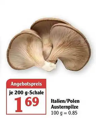 Globus Italien-polen Austernpilze Angebot