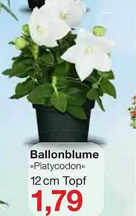 Jawoll Ballonblume „platycodon” Angebot