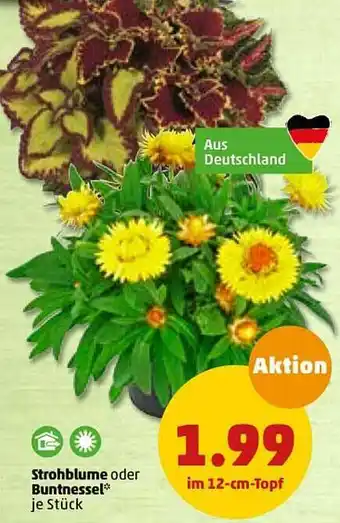 PENNY Strohblume Oder Buntnessel Angebot