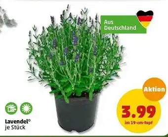 PENNY Lavendel Angebot