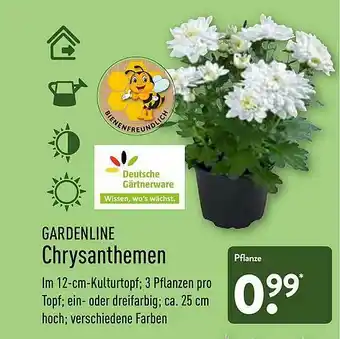 Aldi Nord Gardenline Chrysanthemen Angebot